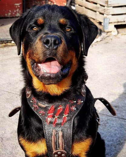 The ''Haunted'' harness LIMITED